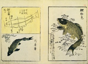 Swimming Carp, by Utagawa Hiroshige. Japan, 19th century