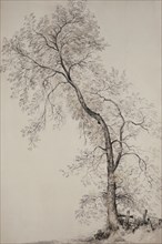 An Ash Tree, by John Constable. England, 19th century
