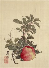 Apple, Pink Blossom and Foliage, by Shorin. Japan, 19th century