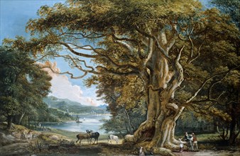 An Ancient Beech Tree, by Paul Sandby. England, 1794