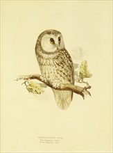 Tengmalms owl, by Edward Lear. England, 19th century