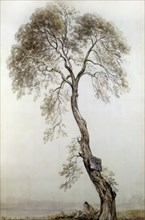 An Ash Tree, by John Constable. England, mid-19th century