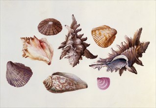 Seashells, by Claude Aubriet. France, 17th-18th century
