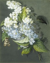 White and blue lilac with moth, by Christel Eli (1800-81). Watercolour. London, England, early 19th