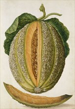 Melon, by Jacques Le Moyne de Morgues. France, mid-16th century