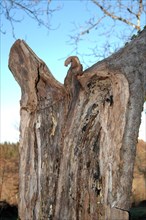 Tronc d'arbre ayant pris la forme d'un aigle
