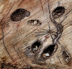 Souche d'arbre révélant une tête de chat préhistorique