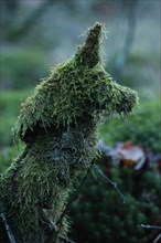 Tronc d'arbre recouvert de mousse ayant pris la forme d'un chien