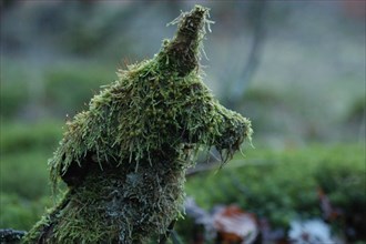 Moss covered tree bole looking like a dog's head
