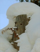 Tronc d'arbre anthropomorphe sous la neige