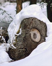Souche d'arbre anthropomorphe sous la neige