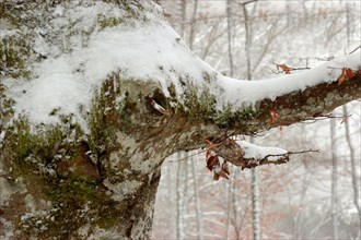 Détail d'un arbre ressemblant à un éléphant