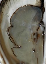 Coquille d'huître anthropomorphe