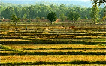 Thailand, Rice paddy