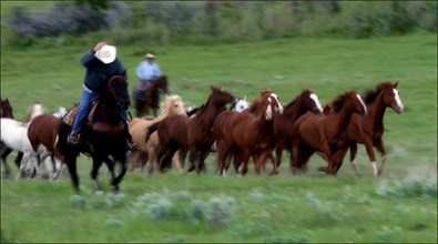 Cowboy holding his hat on while moving a herd of horses in a valley near Sheridan, Wyoming.