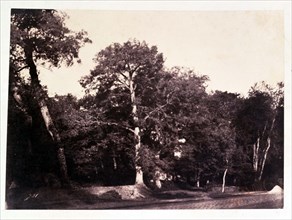 Le Gray Gustave, Bel arbre à l'orée de la forêt de Fontainebleau