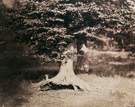 Le Gray Gustave, Hêtre dans la forêt de Fontainebleau