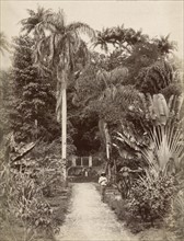 West Indies, Botanical Garden of St. Pierre, in the Martinique
