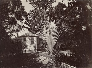 West Indies, a 'Traveler's Tree' in the Botanical Garden of St. Pierre, Martinique