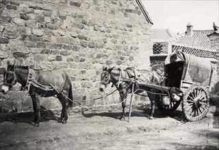China, horses harnessed, in Peking