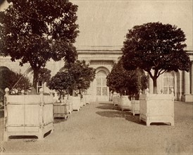 Atget, L'Orangerie du Parc de Versailles