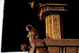 Temple monkeys, Khajuraho,
Madhya Pradesh, India.