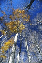 Couleurs d'automne dans les forêts des Marches, Italie