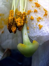 Lis de Pâques (Lilium longiflorum)