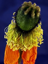 Iceland poppy (Papaver nudicaule)