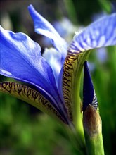 Siberian Iris (Iris sibirica)
