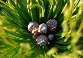 Dwarf mountain pine (Pinus mugo)