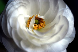 Fleur (macro)