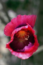 Pavot à opium (Papaver somniferum)