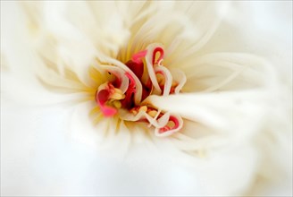 Pivoine Japonaise (Paeonia lactiflora)