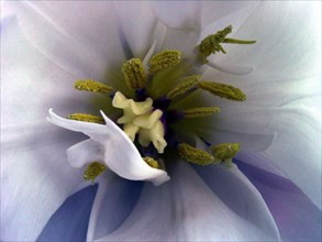 Fleur (macro)