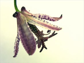 Toad Lily (Tricyrtis formosana)