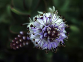 Flower (macro)