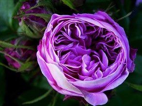 Rose 'Jacques Cartier' (Rosa)