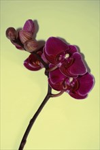 Phalaenopsis 'Lipperose'