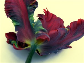 Parrot tulip (Tulipa turcica)
