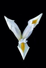 Iris blanc (Iris pallida)
