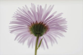 Daisy (Chrysanthemum)