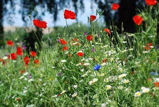 Poppies (wildflowers meadow)