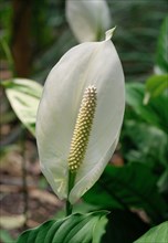 Spathiphyllum floribundum (Peace lily)