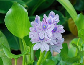 Eichhornia crassipes (Water hyacinth)