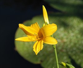 Hemerocallis (Day lily)