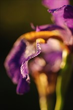 Iris barbu bleu