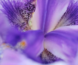 Iris barbu bleu