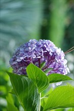 Fleur d'hortensia