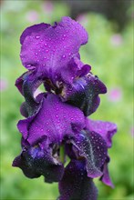 Iris barbu violet